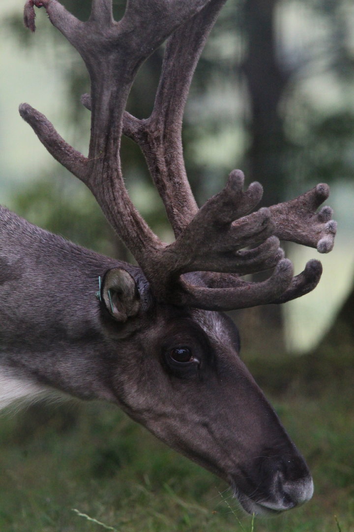Eurasian Forest Reindeer- 24th July 2023
