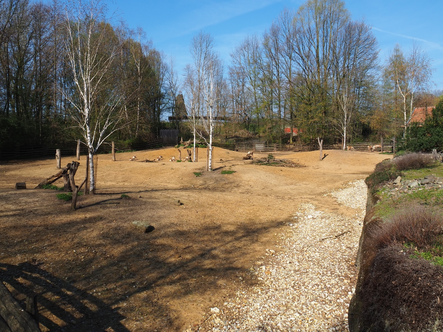 Eurasian forest reindeer exhibit, 2019-03-30