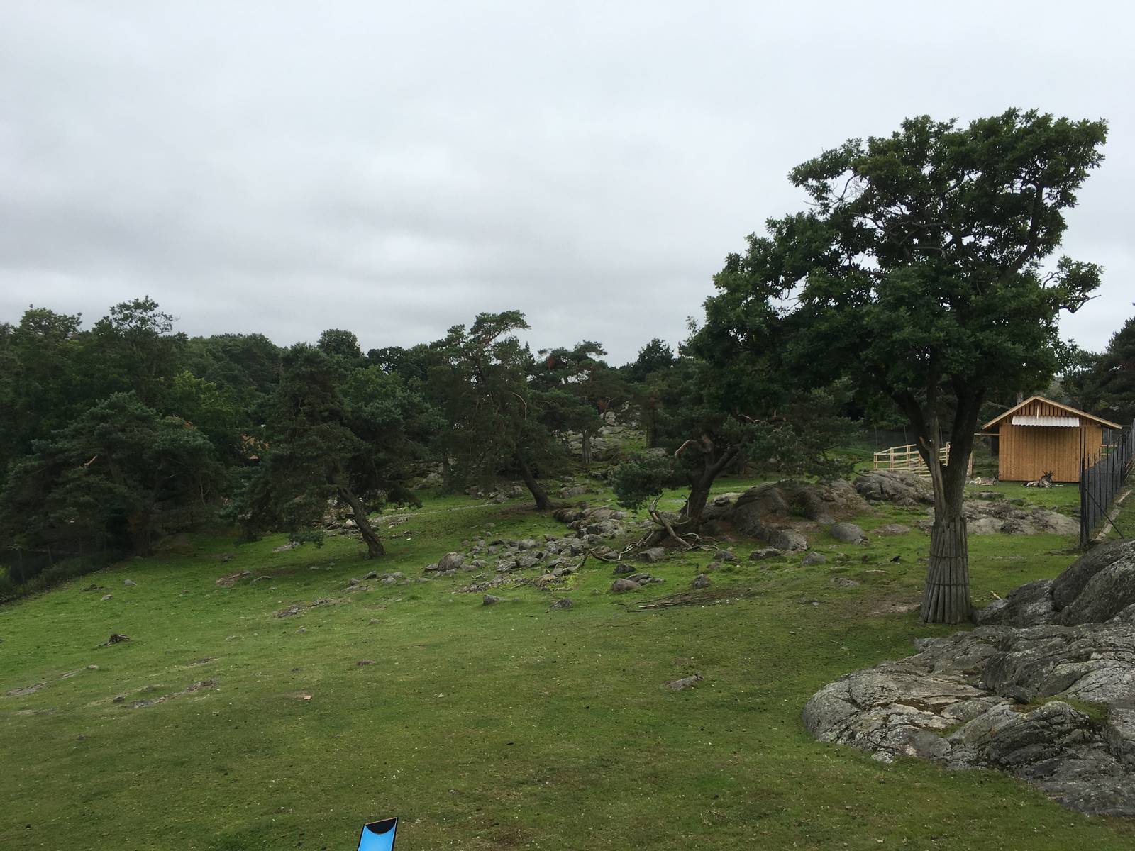 Eurasian forest reindeer exhibit (New species for 2016!)