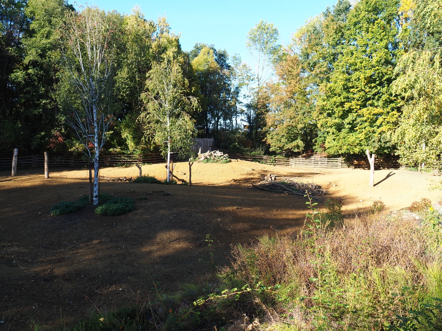 Eurasian forest reindeer exhibit (Oct 13th, 2018)