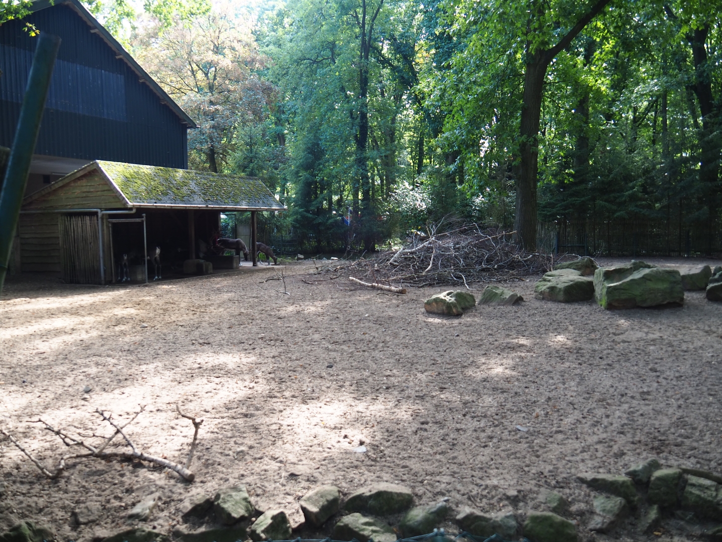 Eurasian forest reindeer exhibit (Sep 16th, 2018)