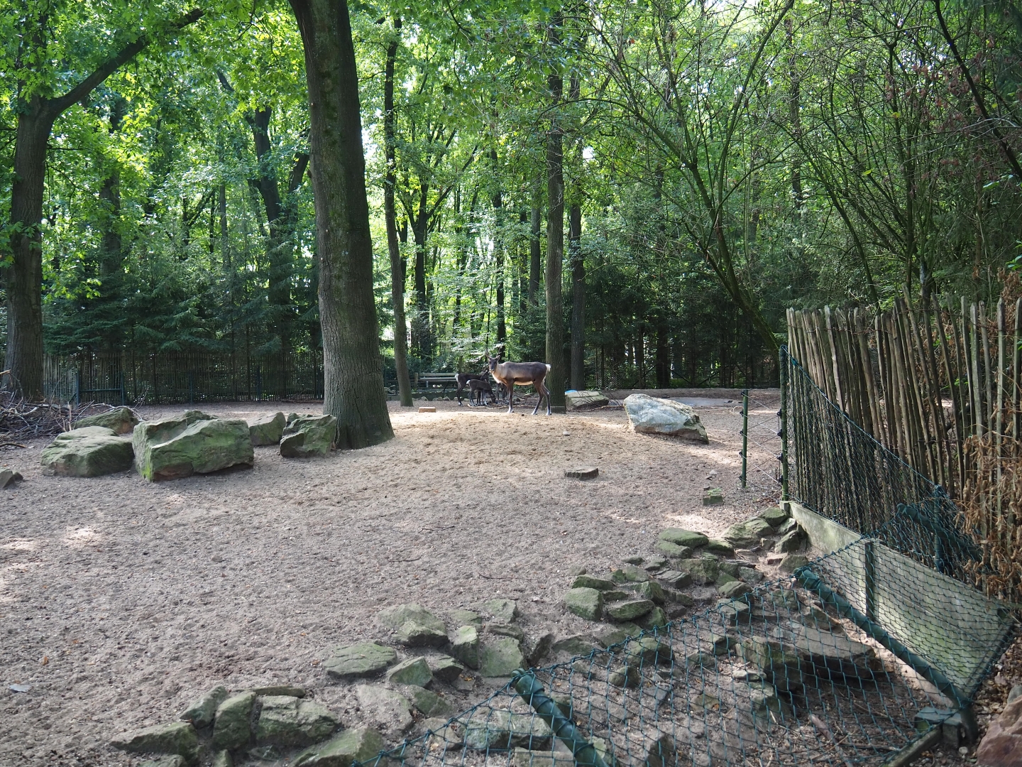 Eurasian forest reindeer exhibit (Sep 16th, 2018)