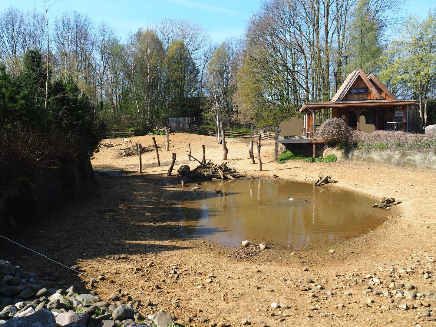 Eurasian forest reindeer exhibit with goose pond and Taiga lodge, 2019-03-30