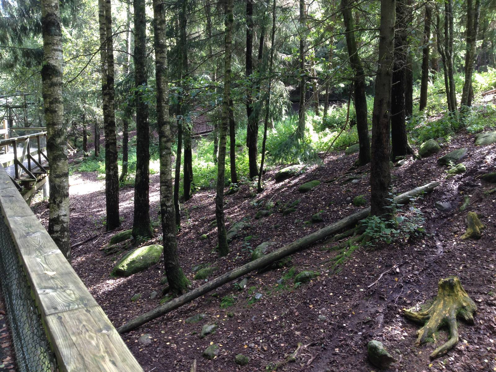 Eurasian forest reindeer exhibit