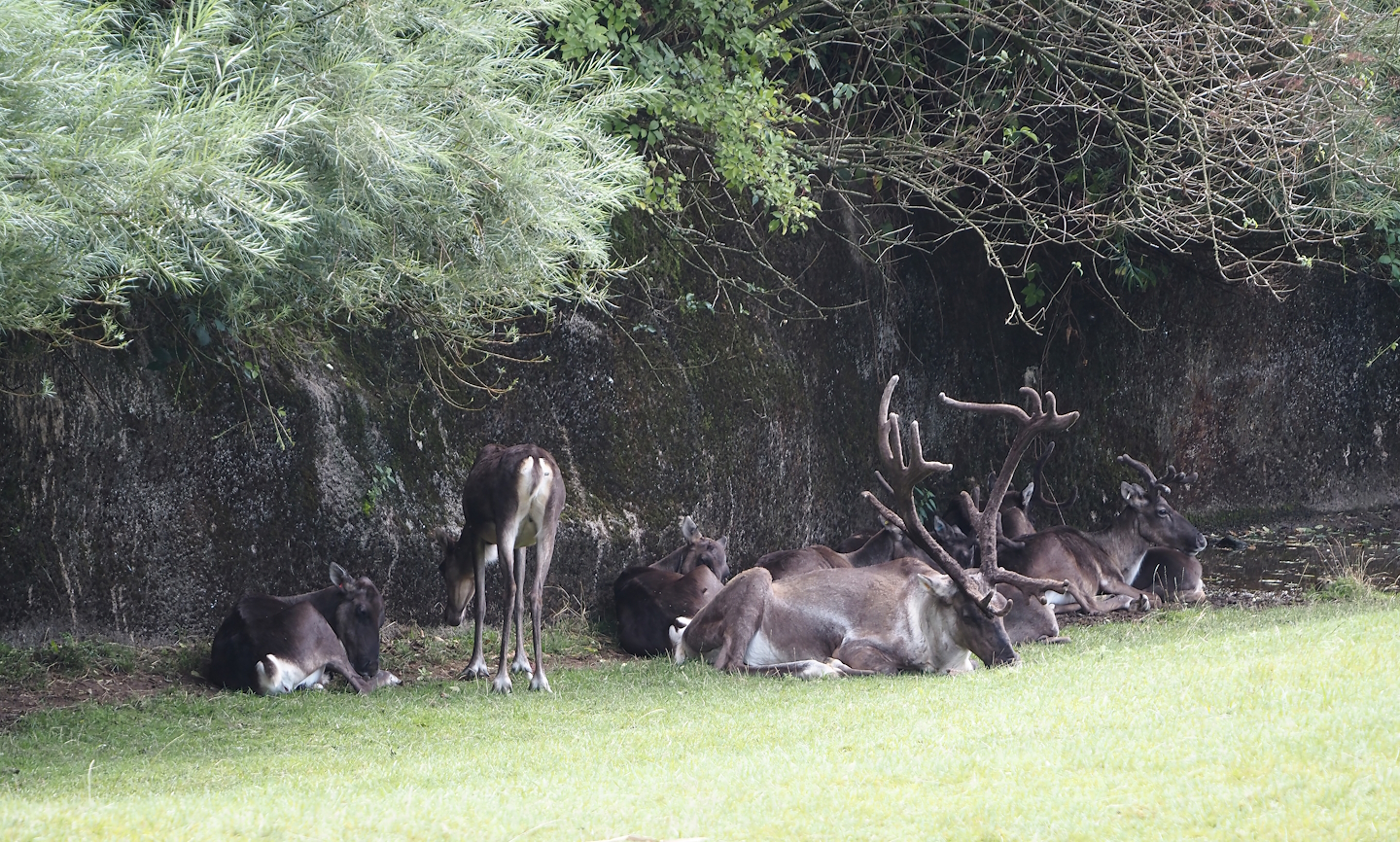 Eurasian forest reindeer herd (Rangifer tarandus fennicus), 2024-08-21