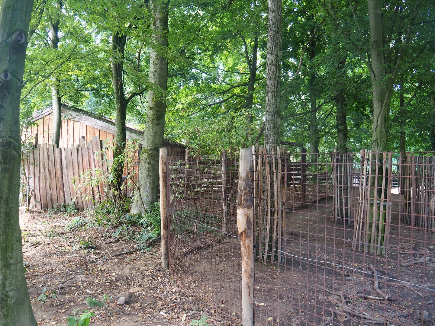 Eurasian forest reindeer holding area, 2022-08-20