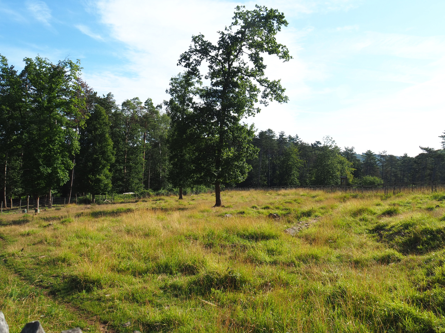 Eurasian forest reindeer paddock, 2021-08-15