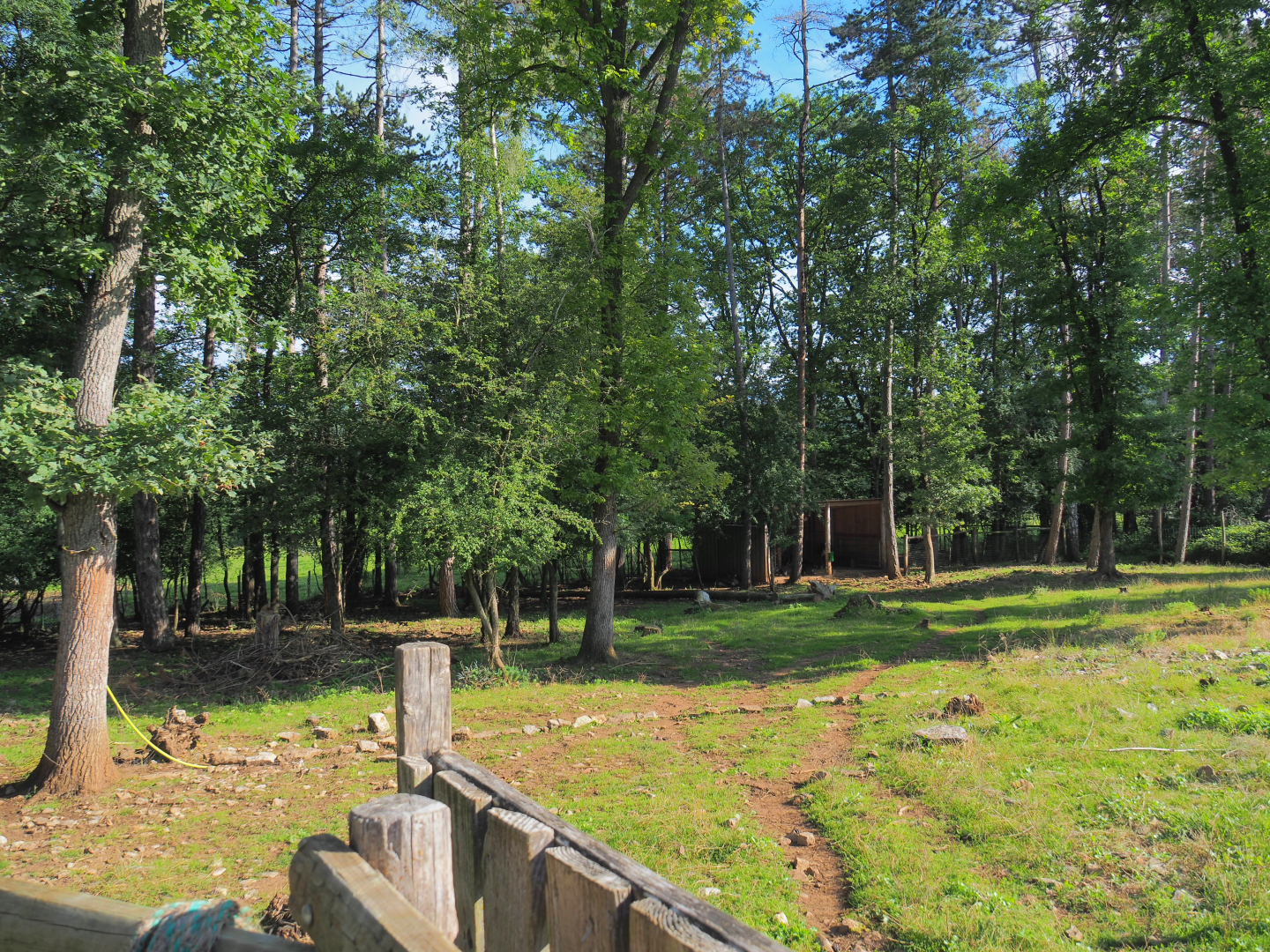 Eurasian forest reindeer paddock, 2021-08-15