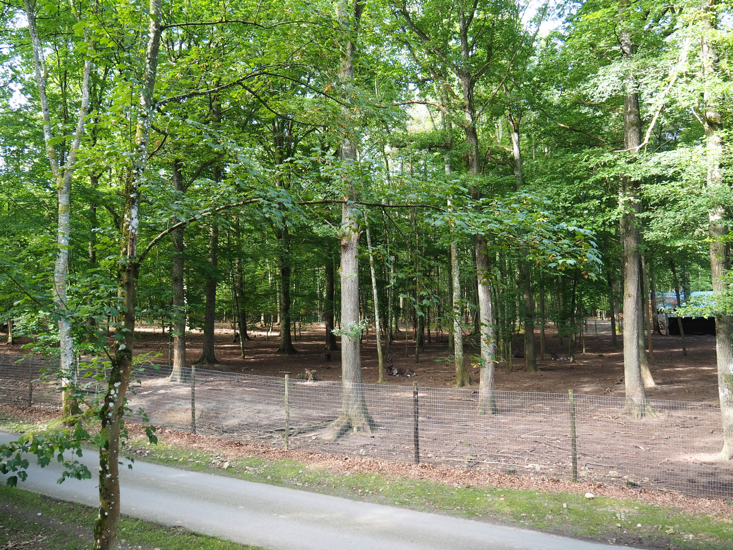 Eurasian forest reindeer paddock, 2021-08-15