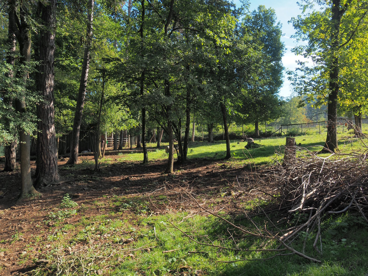Eurasian forest reindeer paddock, 2023-09-26