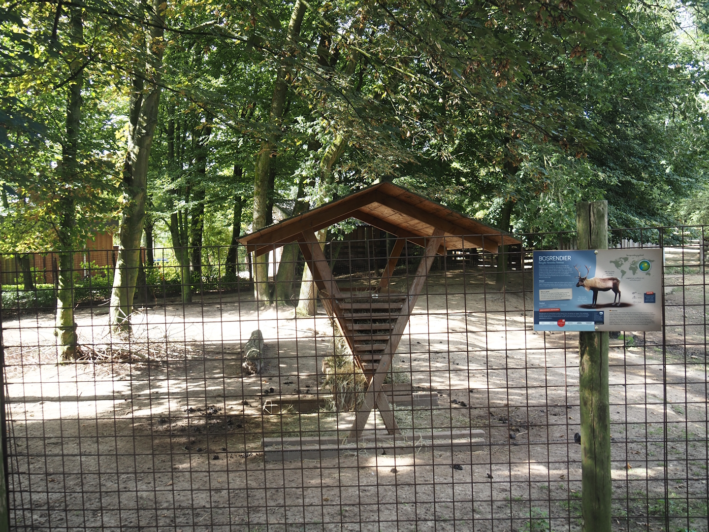 Eurasian forest reindeer paddock near holding area, 2024-08-21