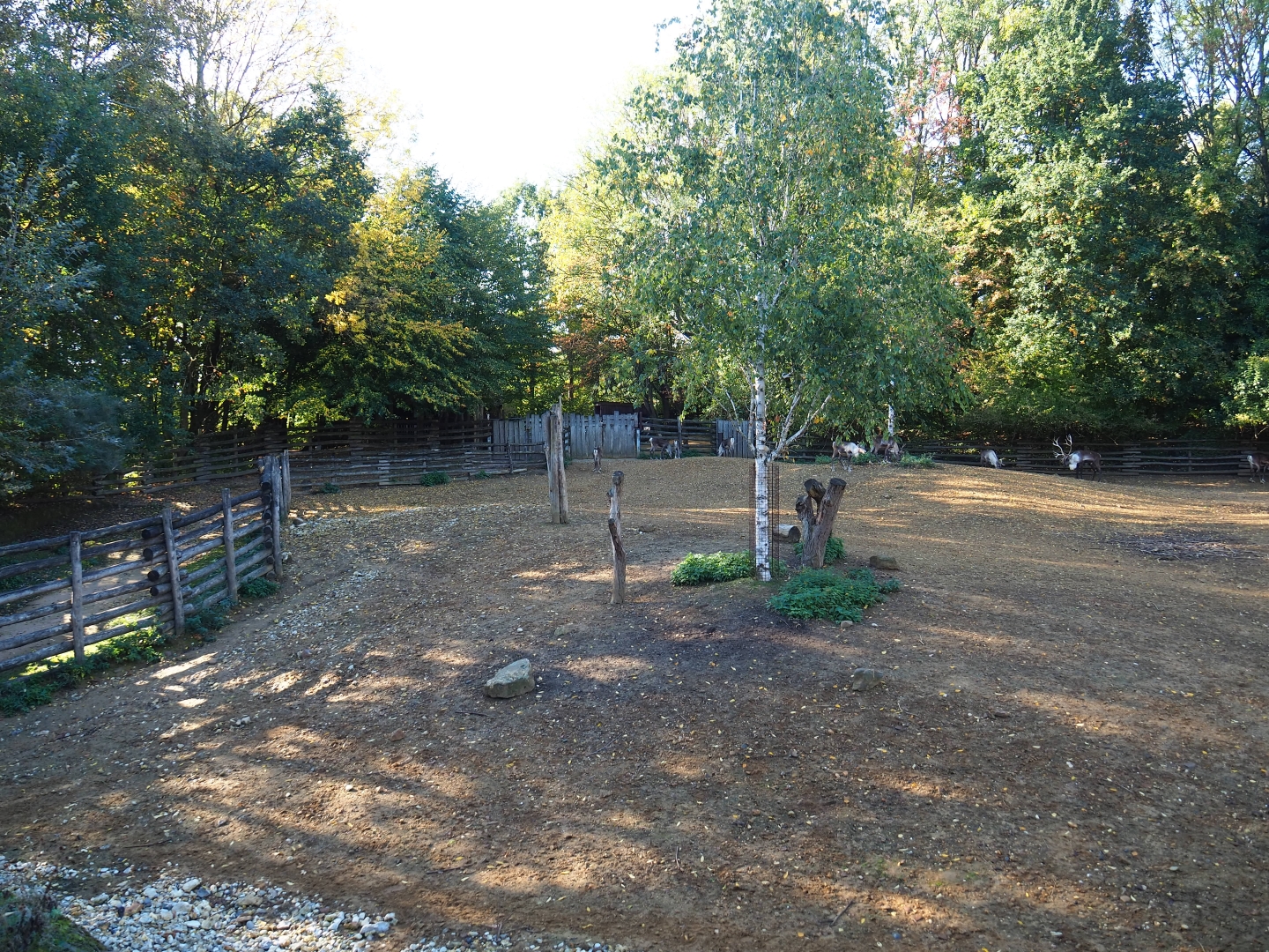 Eurasian forest reindeer paddock (Oct 13th, 2018)