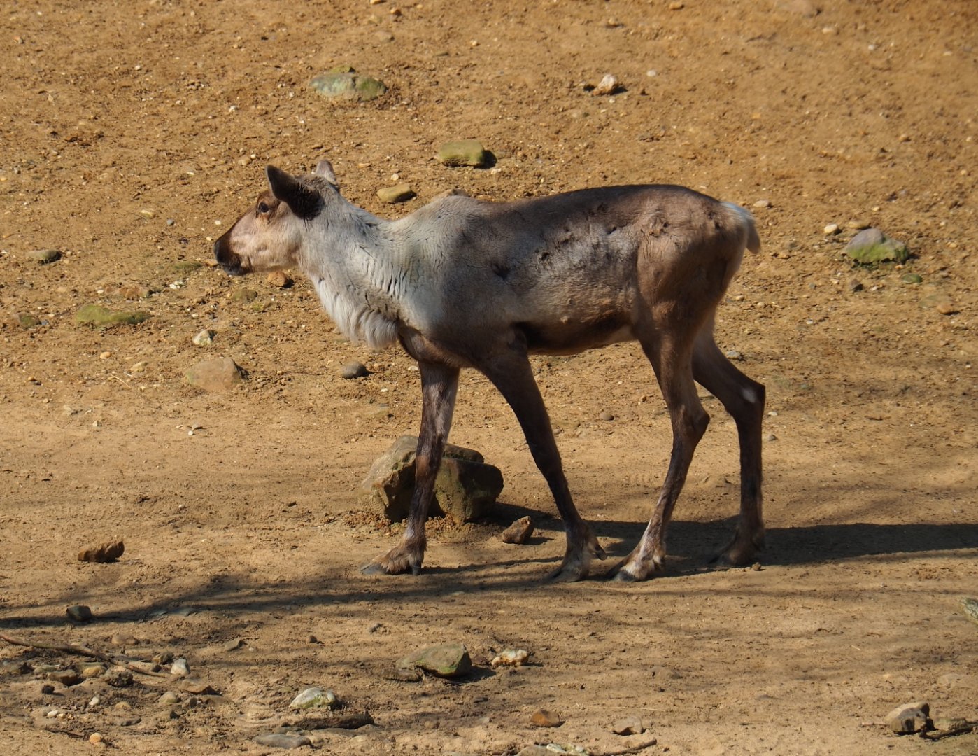 Eurasian forest reindeer (Rangifer tarandus fennicus), 2019-03-30