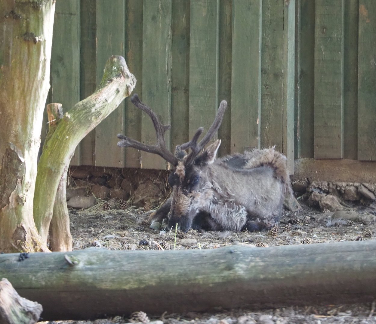 Eurasian forest reindeer (Rangifer tarandus fennicus), 2020-07-12