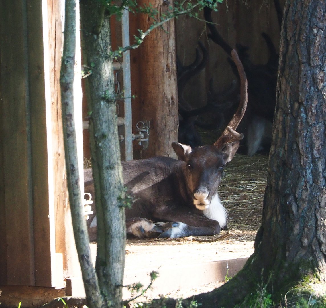 Eurasian forest reindeer (Rangifer tarandus fennicus), 2021-08-15