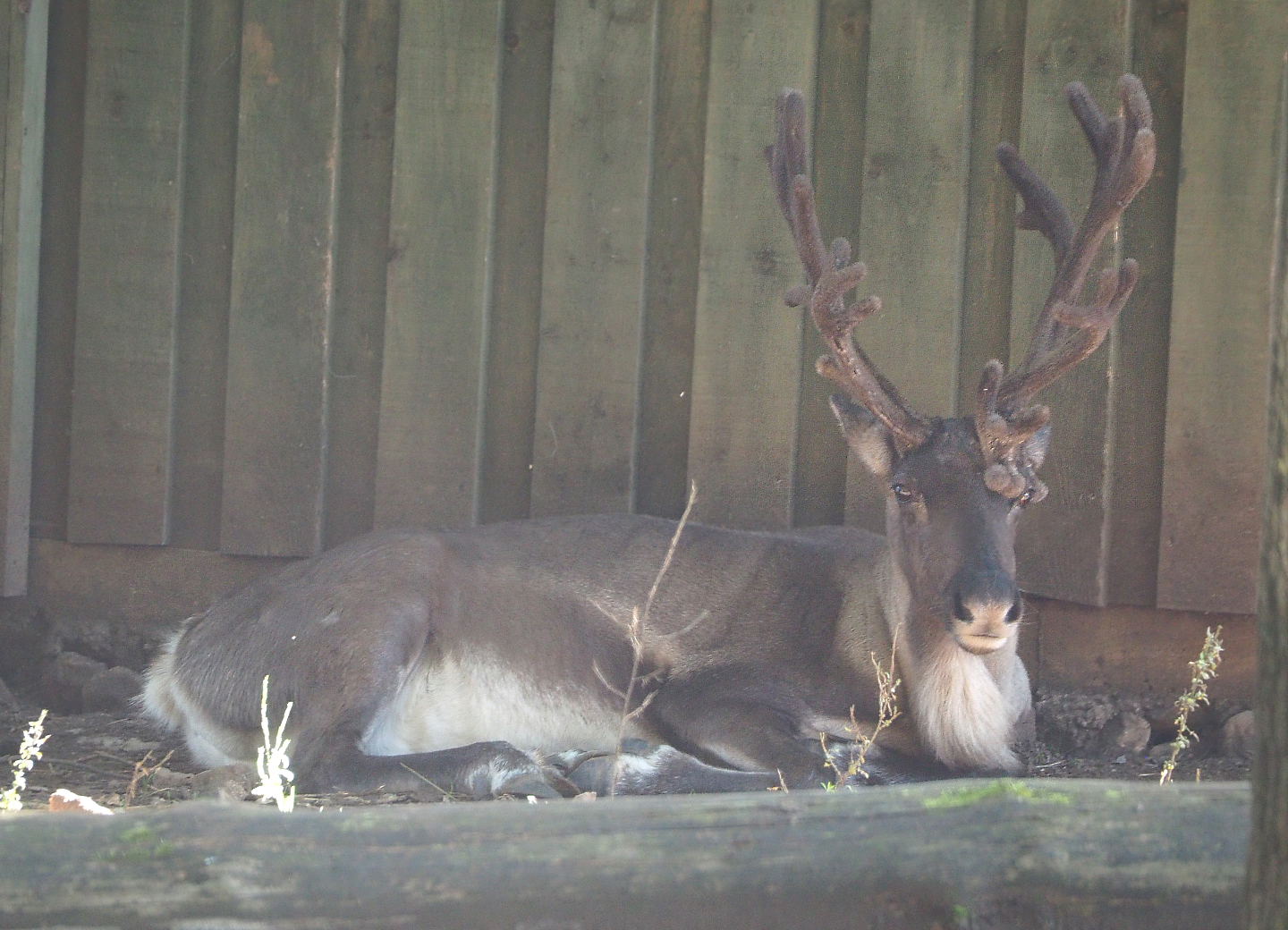 Eurasian forest reindeer (Rangifer tarandus fennicus), 2021-08-15