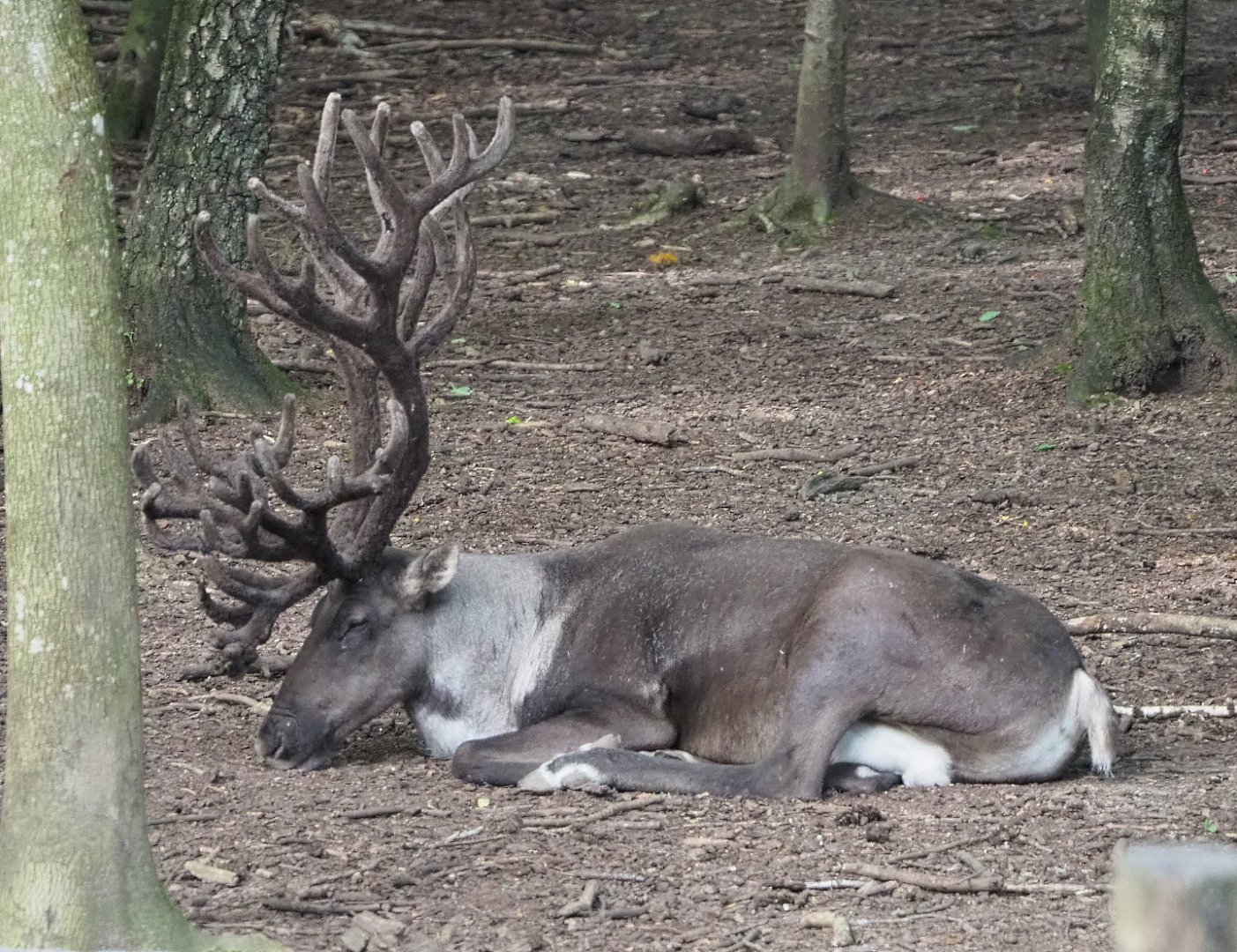 Eurasian forest reindeer (Rangifer tarandus fennicus), 2021-08-15