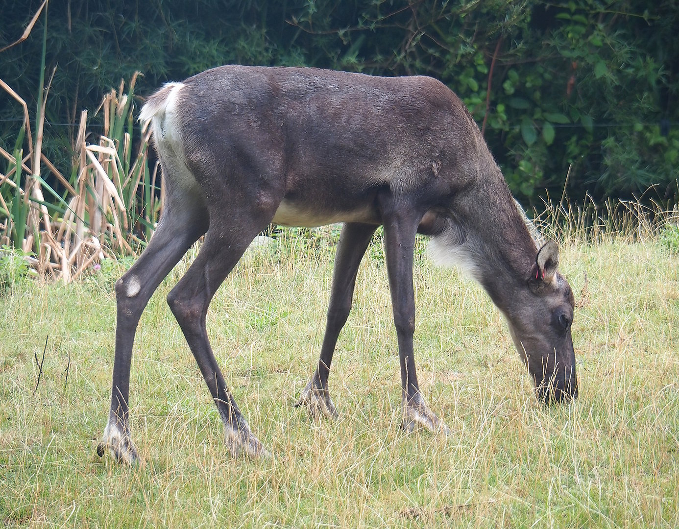 Eurasian forest reindeer (Rangifer tarandus fennicus), 2022-08-20