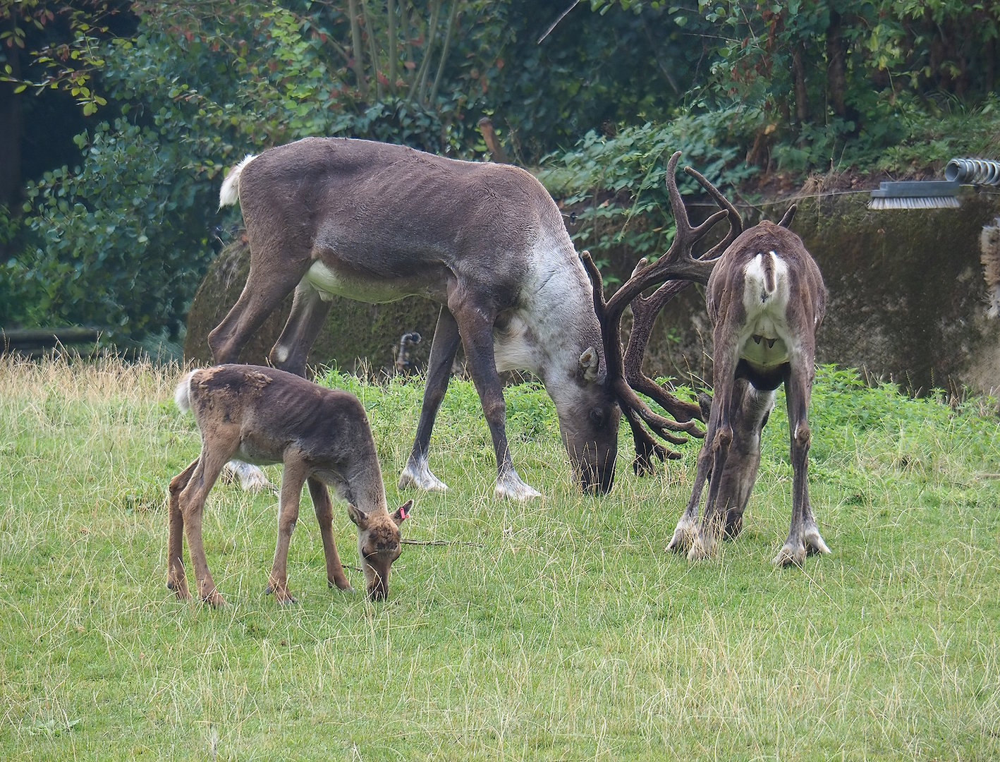 Eurasian forest reindeer (Rangifer tarandus fennicus), 2022-08-20