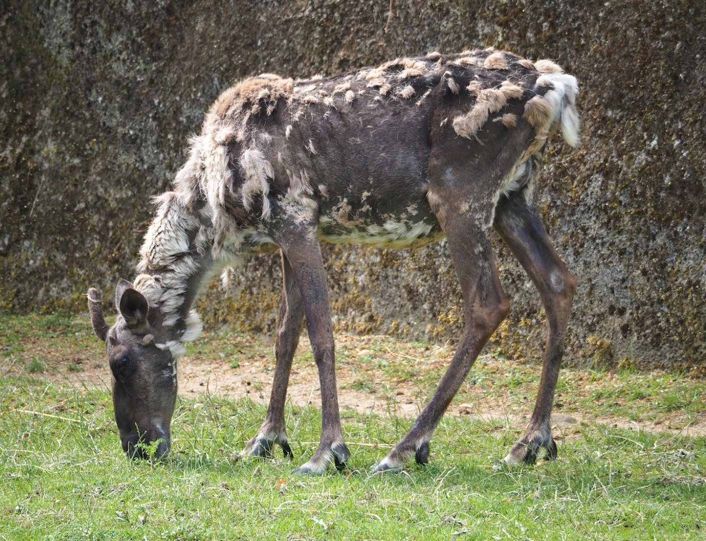 Eurasian forest reindeer (Rangifer tarandus fennicus), 2023-07-18