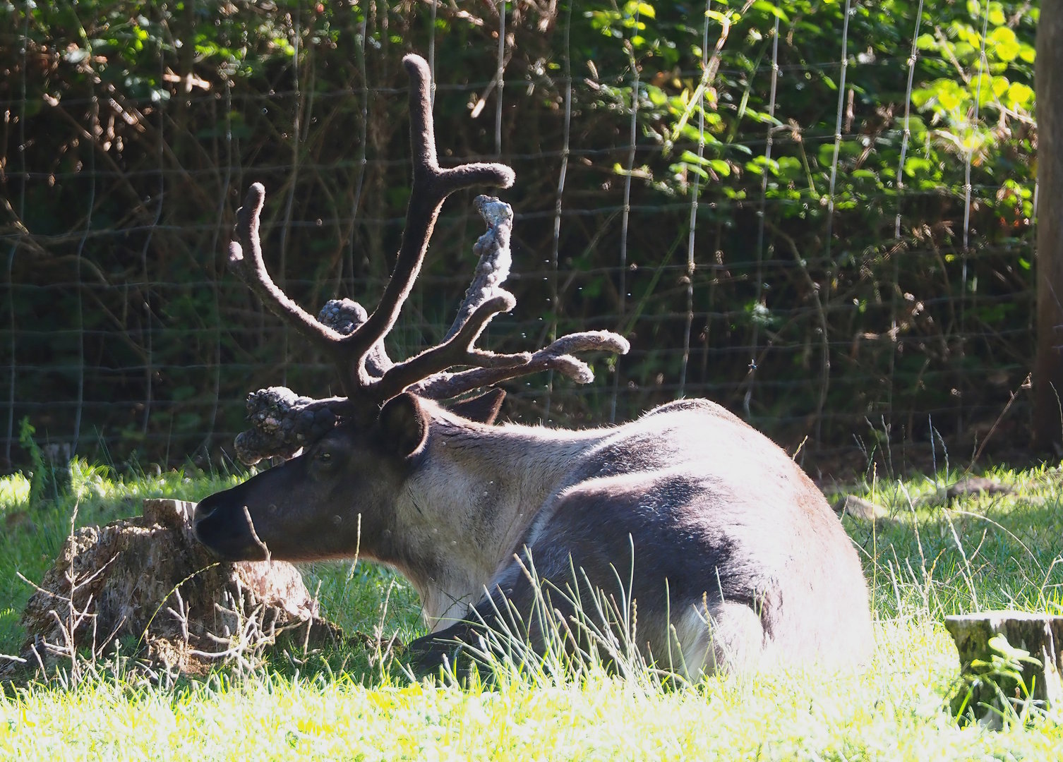 Eurasian forest reindeer (Rangifer tarandus fennicus), 2023-09-26
