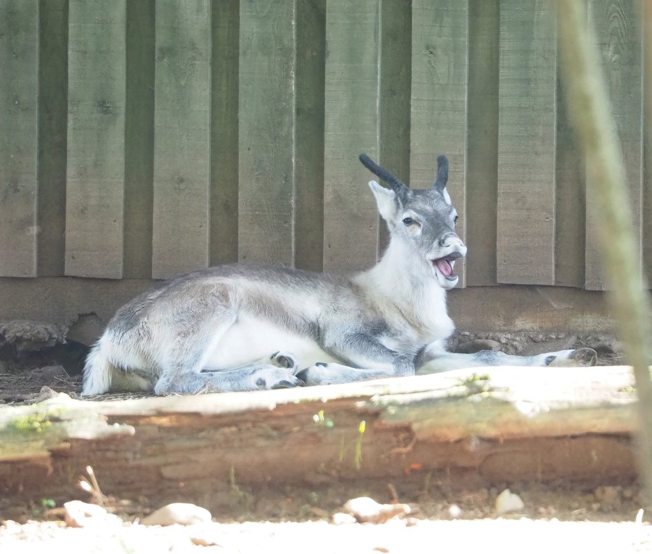 Eurasian forest reindeer (Rangifer tarandus fennicus), 2023-09-26