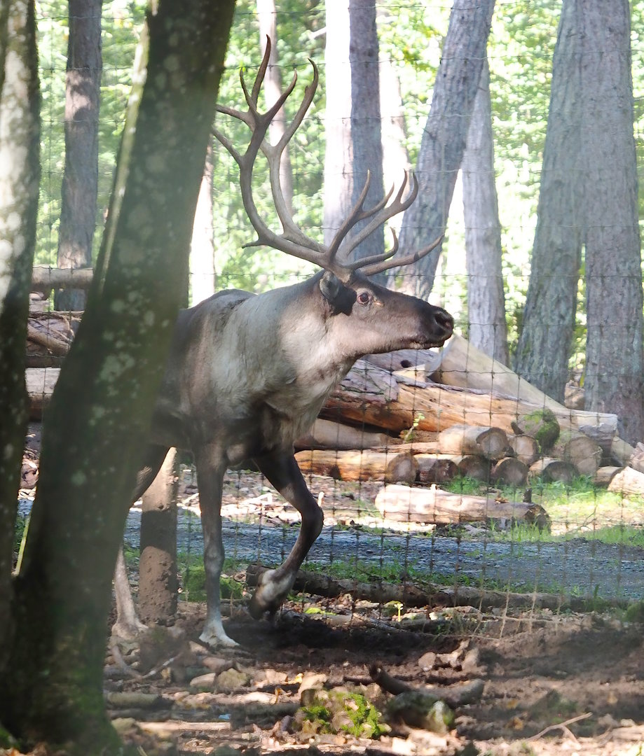 Eurasian forest reindeer (Rangifer tarandus fennicus), 2023-09-26