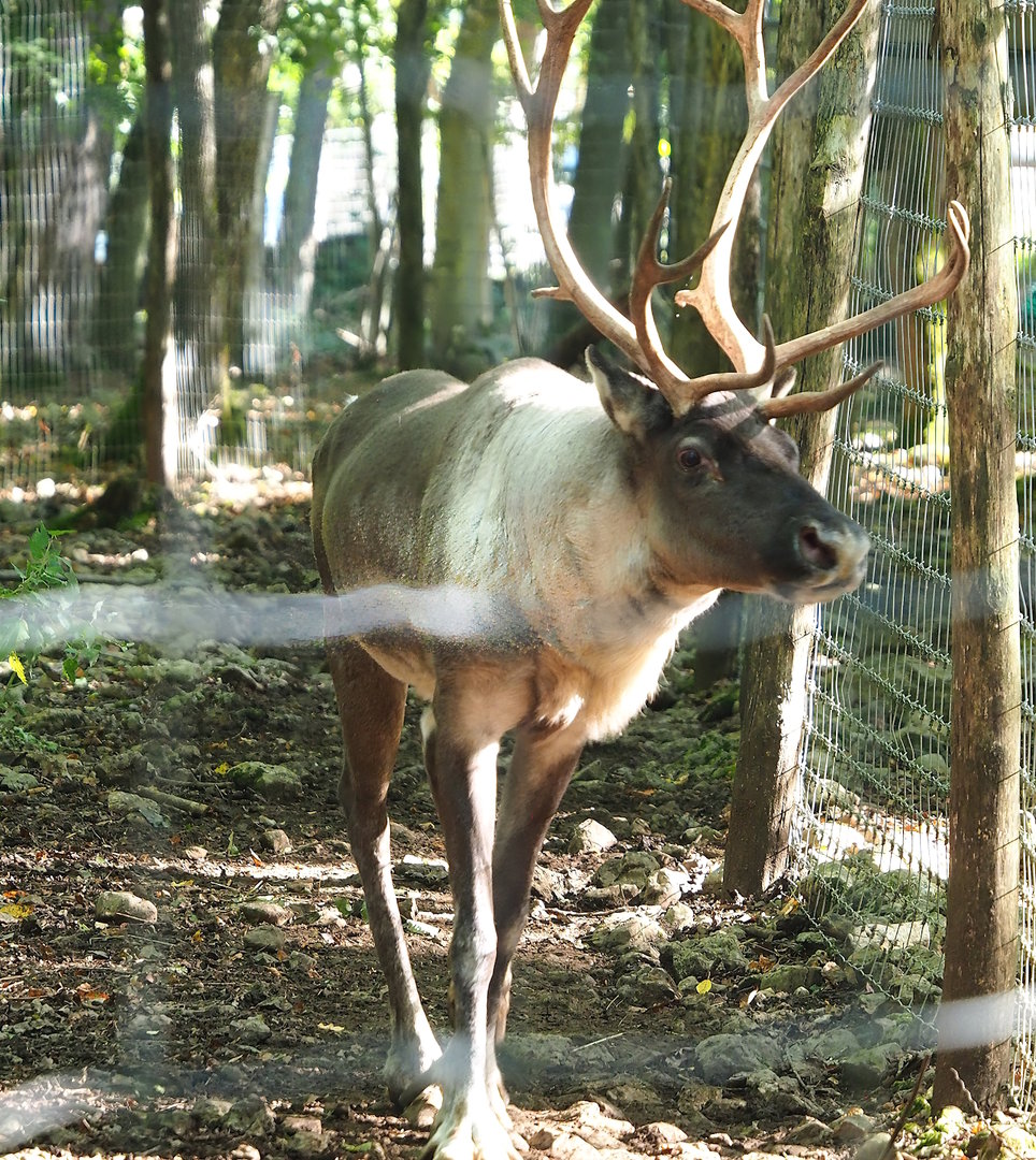 Eurasian forest reindeer (Rangifer tarandus fennicus), 2023-09-26