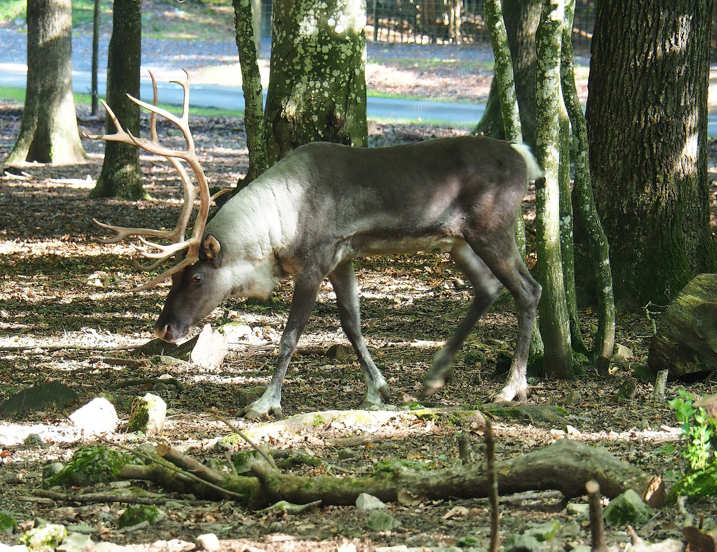 Eurasian forest reindeer (Rangifer tarandus fennicus), 2023-09-26