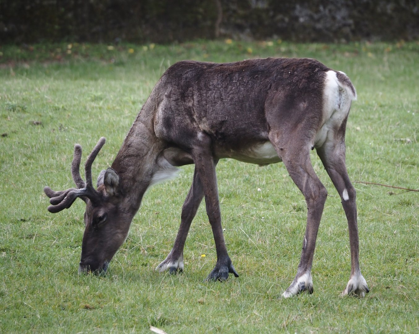 Eurasian forest reindeer (Rangifer tarandus fennicus), 2024-08-21