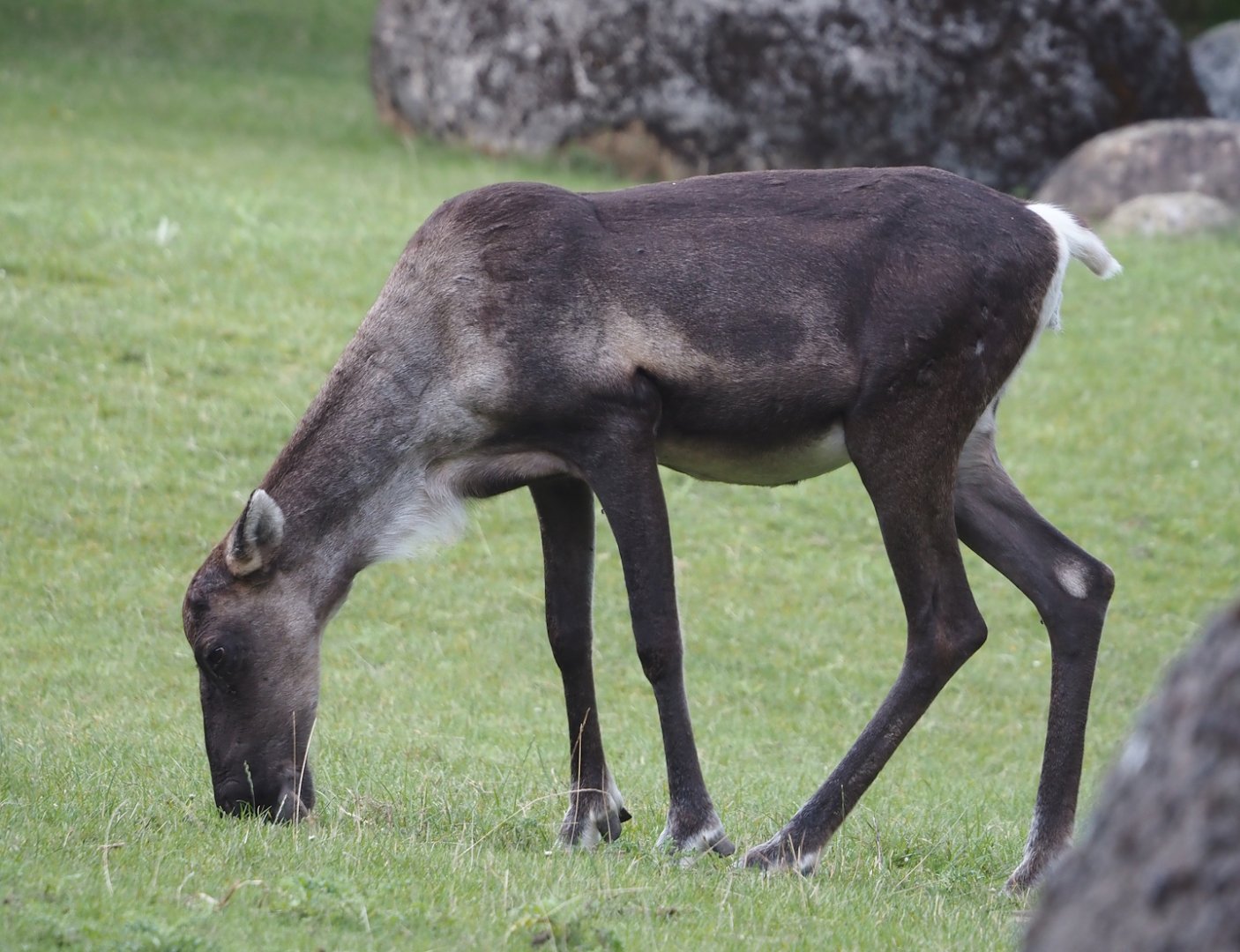 Eurasian forest reindeer (Rangifer tarandus fennicus), 2024-08-21