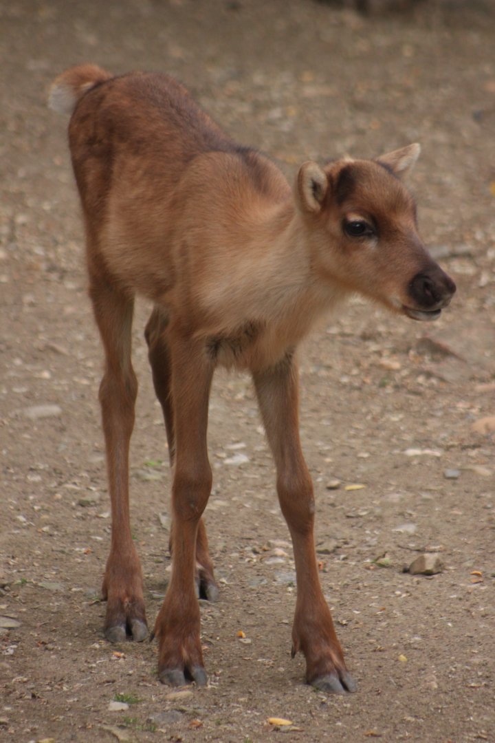 Eurasian forest reindeer (Rangifer tarandus fennicus) - baby