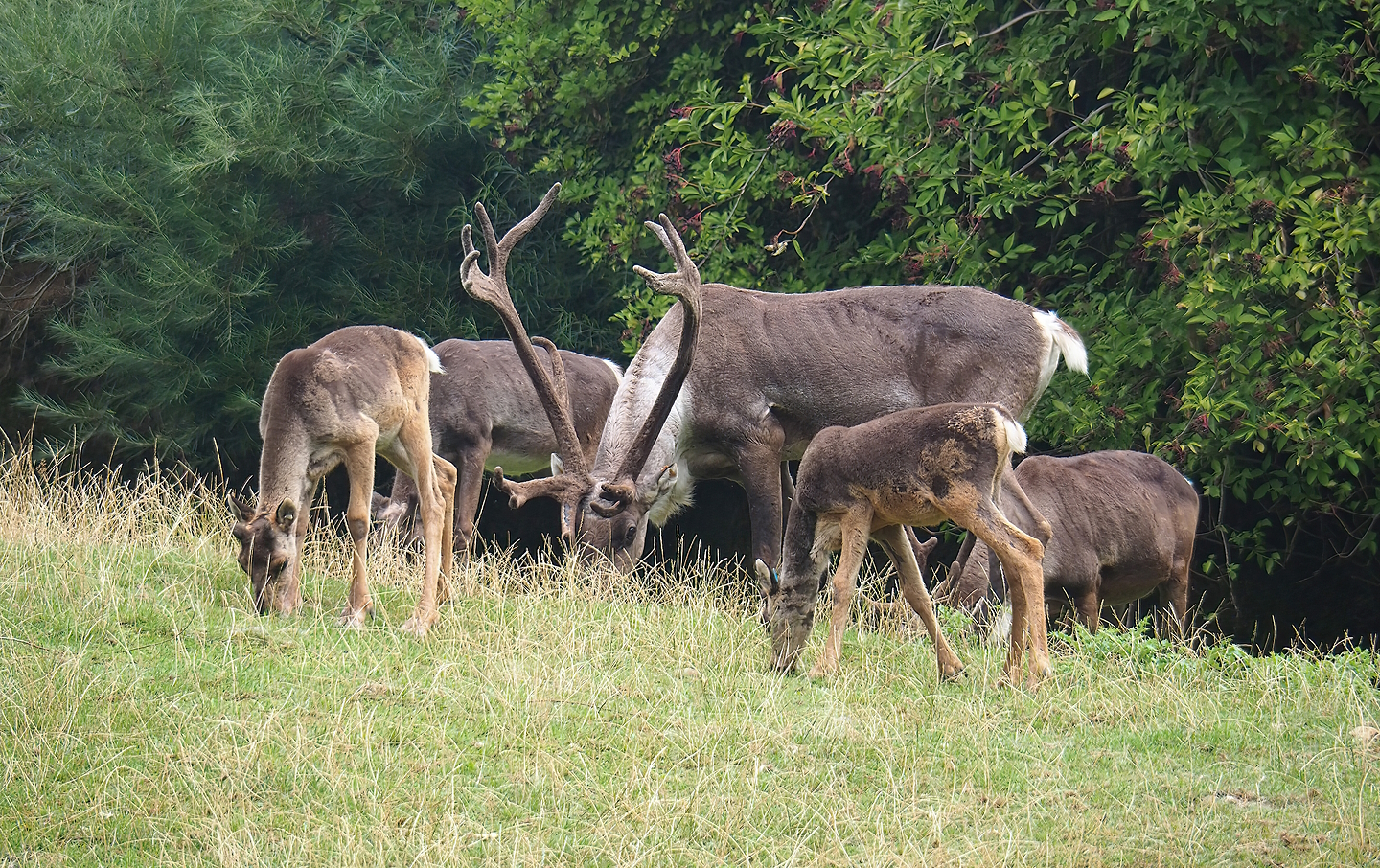 Eurasian forest reindeer (Rangifer tarandus fennicus) bull and calves, 2022-08-20