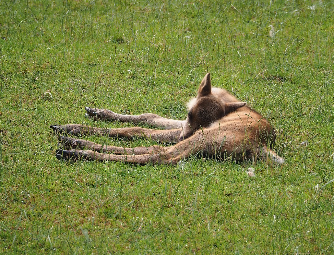 Eurasian forest reindeer (Rangifer tarandus fennicus) calf, 2023-07-18