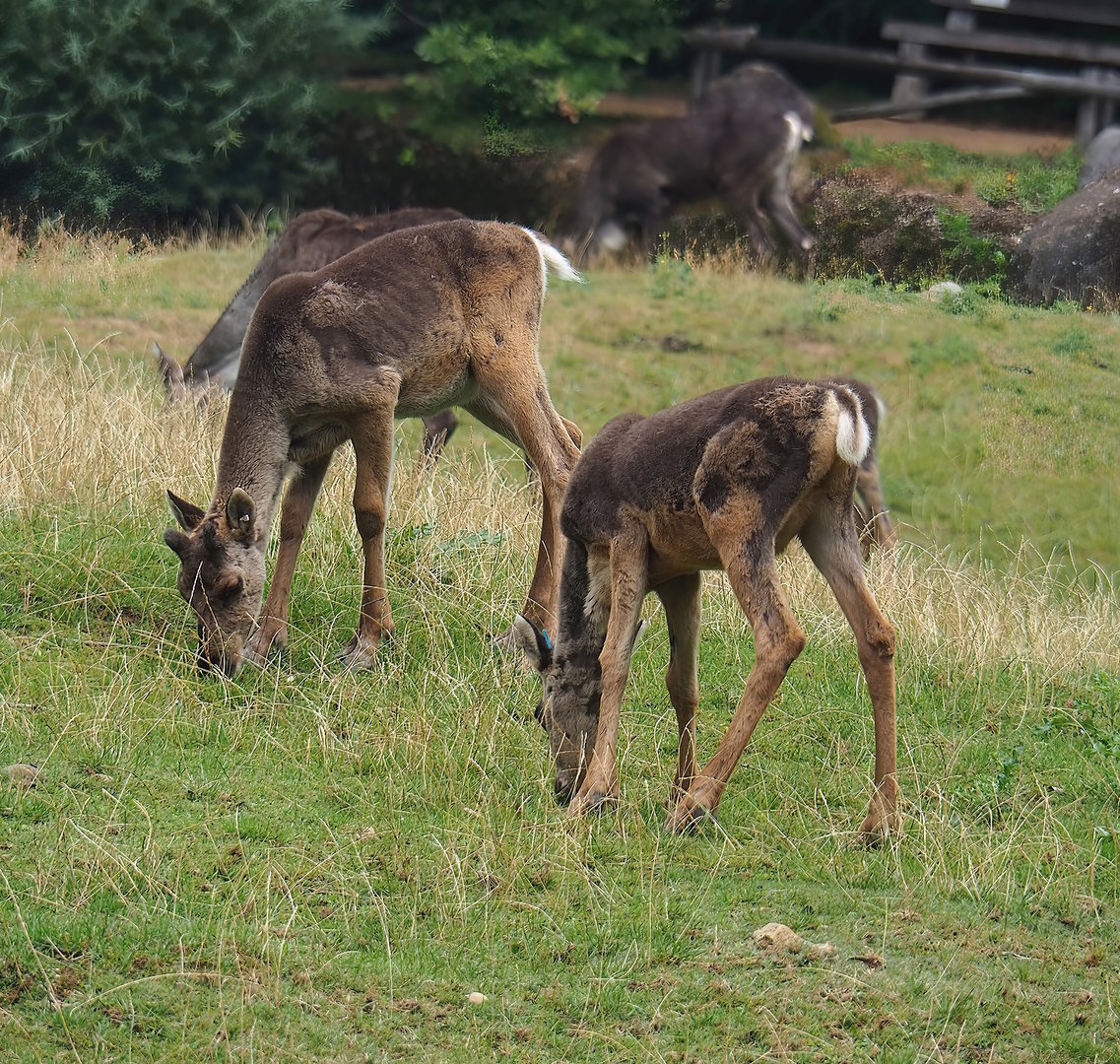 Eurasian forest reindeer (Rangifer tarandus fennicus) calves, 2022-08-20