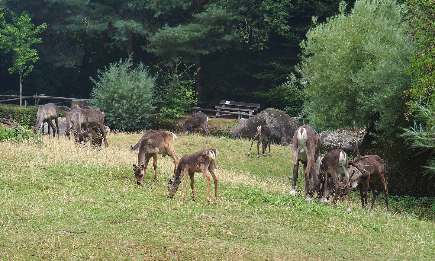 Eurasian forest reindeer (Rangifer tarandus fennicus) herd, 2022-08-20