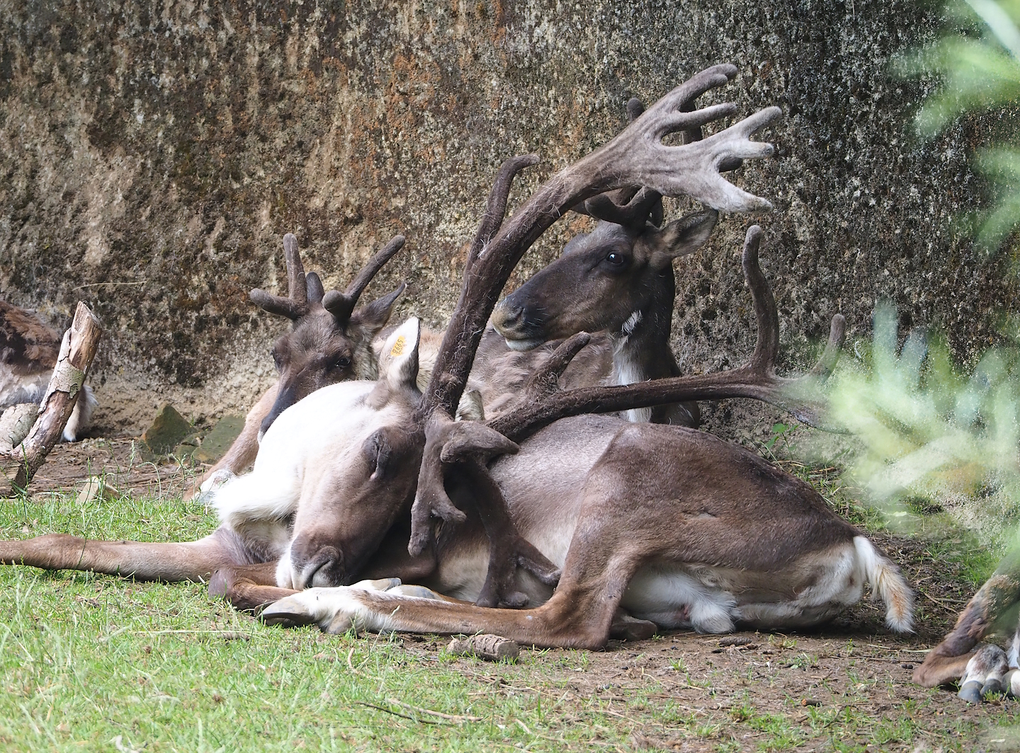 Eurasian forest reindeer (Rangifer tarandus fennicus) herd, 2023-07-18