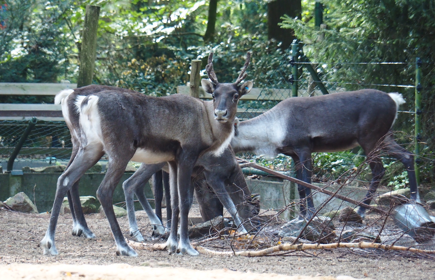 Eurasian forest reindeer (Rangifer tarandus fennicus), Sep 16th, 2018