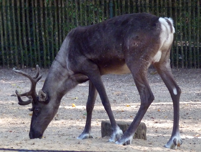 Eurasian forest reindeer (Rangifer tarandus fennicus)