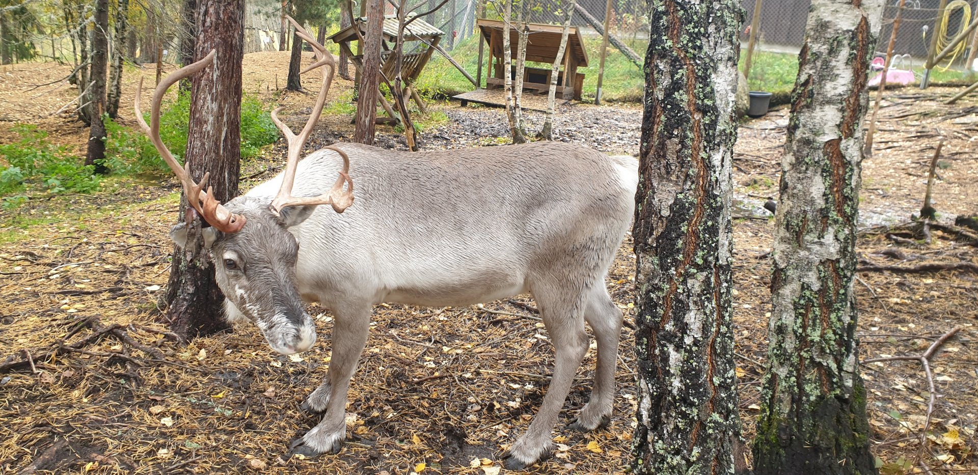 Eurasian forest reindeer (Rangifer tarandus fennicus)