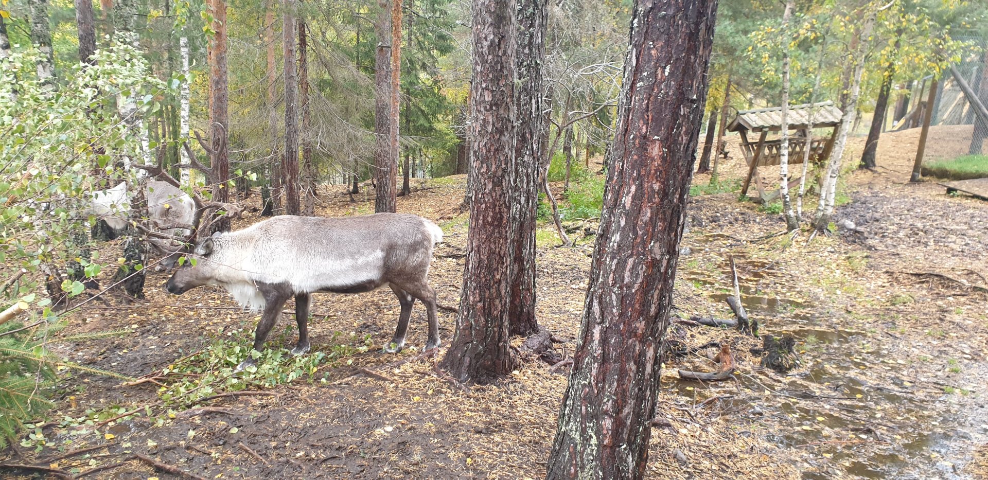 Eurasian forest reindeer (Rangifer tarandus fennicus)