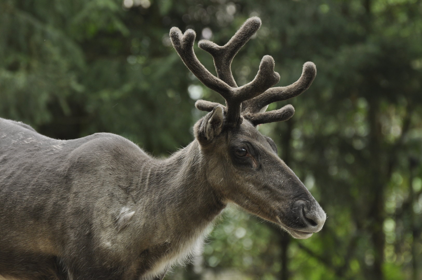 Eurasian forest reindeer Rangifer tarandus fennicus