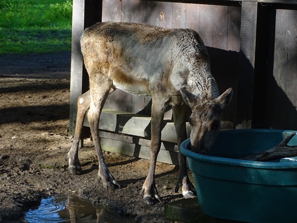 Eurasian forest reindeer (Rangifer tarandus fennicus)