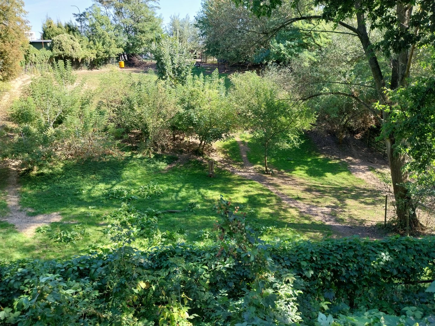 Eurasian Forest Reindeer (Rangifer tarandus fennicus)