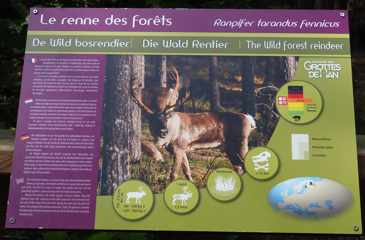Eurasian forest reindeer signage, 2021-08-15