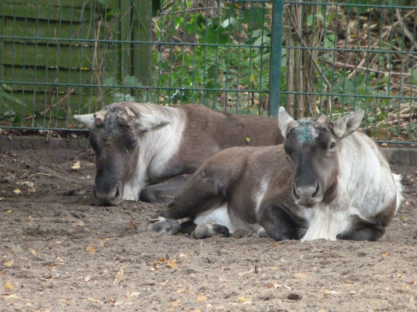 Eurasian forest reindeer -Tierpark Berlin (2024)