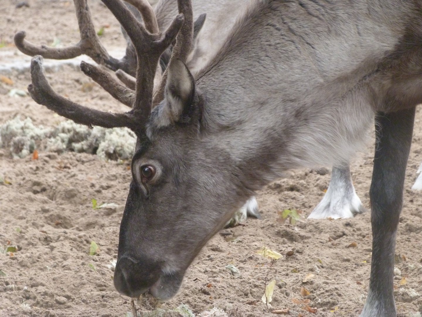 Eurasian forest reindeer -Zoologischer Garten Berlin (2024)