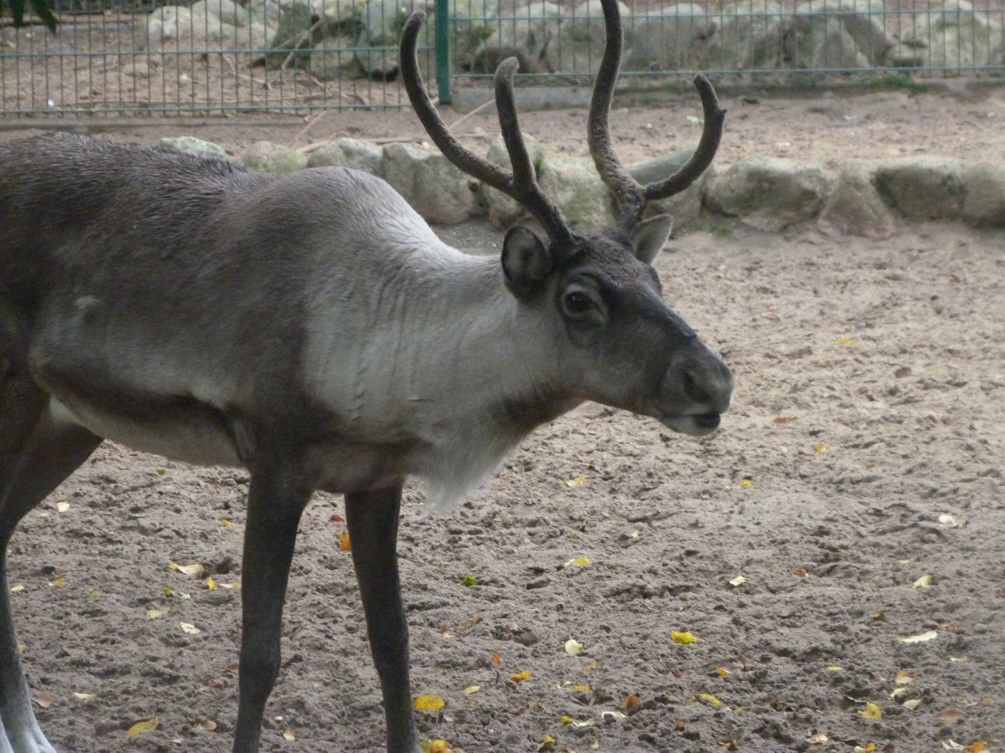 Eurasian forest reindeer -Zoologischer Garten Berlin (2024)