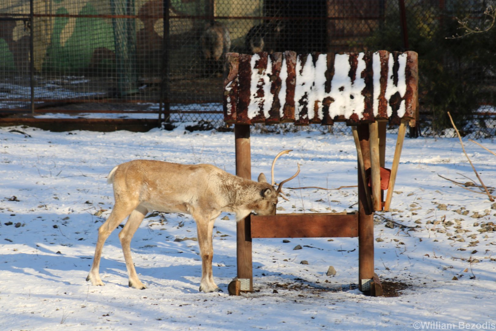 Eurasian Forest Reindeer