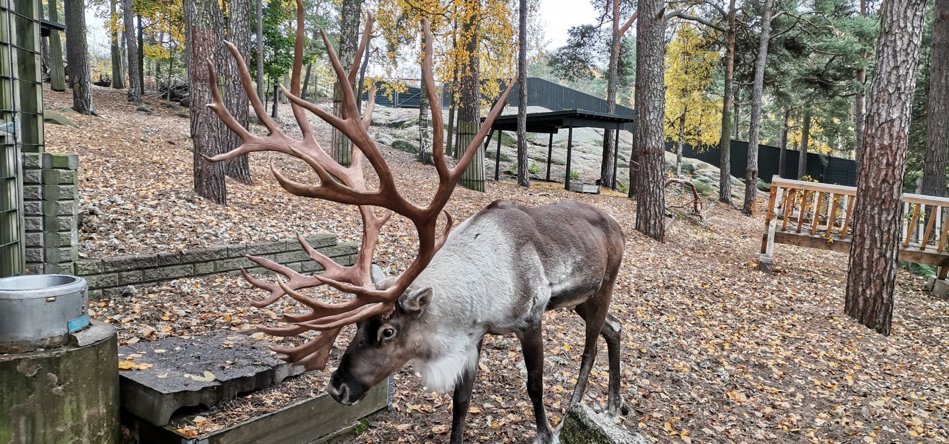 Eurasian Forest Reindeer